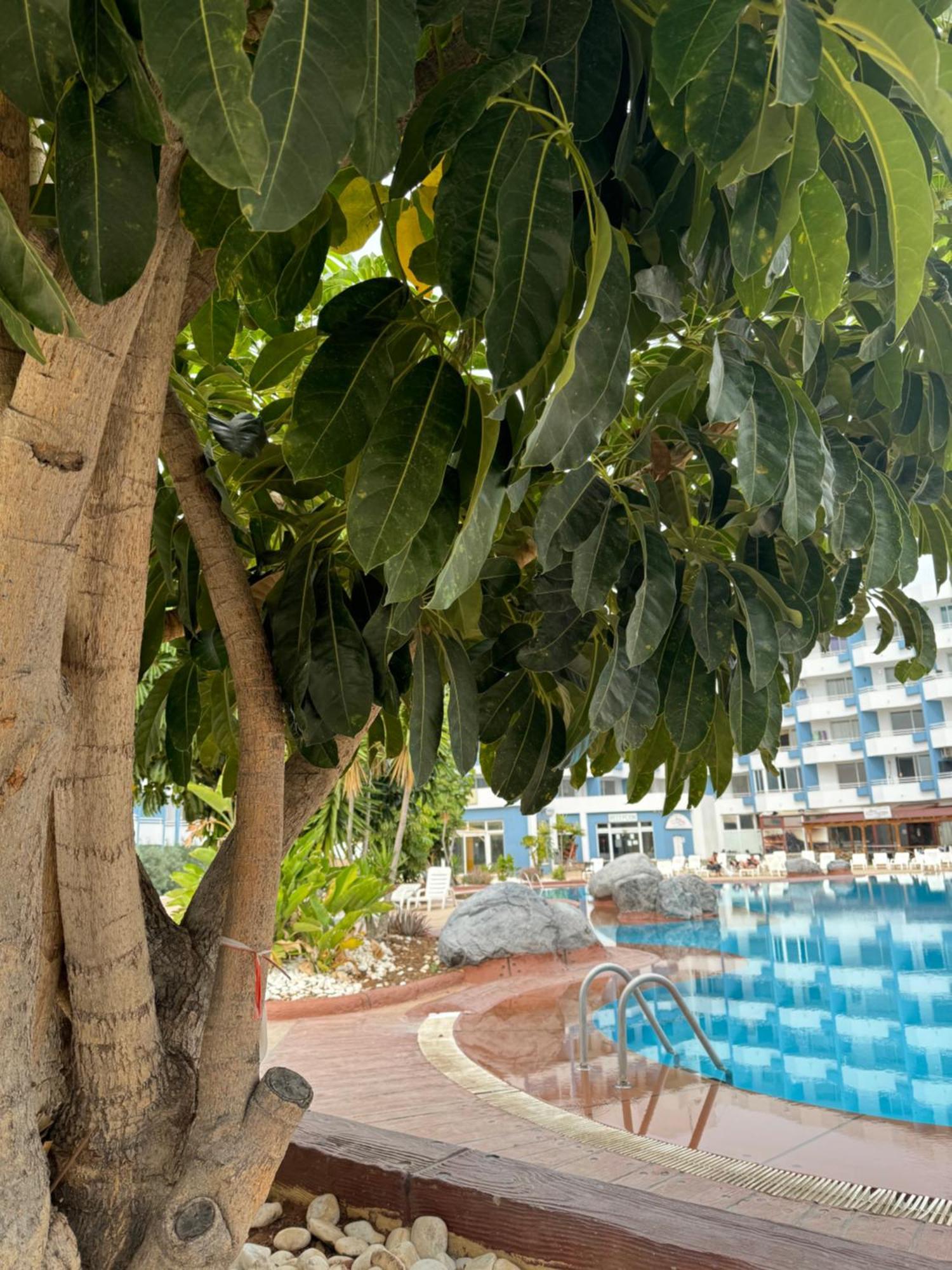 Island Paradise At Park *